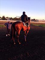 John with Happy Galaxy and Dwayne Dunn  @FlemingtonVRC this morning