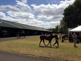 Karaka NZ Sales 2013