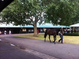 Karaka Sales 2012