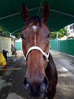 Leebaz after his outstanding 2nd place in the Doomben Cup 1st attempt 2000m 1st attempt at WFA