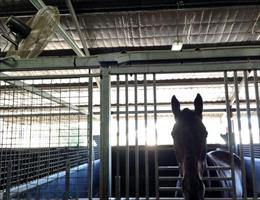 Longeron enjoying his Friday afternoon breeze from his fan...