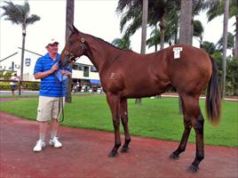 Lot 124 at the QTIS sales Gold Coast