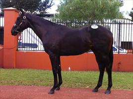 Inglis Easter Yearling Sale 2011 Lot 147 Lonhro x Another Time colt