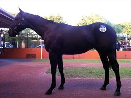 Inglis Easter Yearling Sale 2011 Lot 483 - Nadeem x Foscat colt