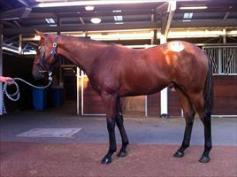 Inglis Easter Yearling Sale 2011 Lot 504 - Zizou x Irish Darling colt