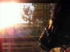 Love Conquers All casts his eye over morning trackwork
