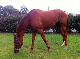Magic Weekend enjoying a pick of grass Sunday morning after his Rosehill win