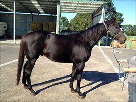 Maluckyday at the farm looking fantastic