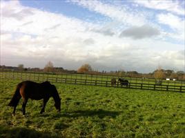 Mares grazing in the lush paddocks of Pencarrow Stud