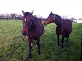 Melbourne Cup winner 'Ethereal' and Grand Echezeaux (mother of Group 1 winning Sire Darci Brahma) (L to R)