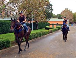 Messene and Mecir strolling together after their morning trackwork