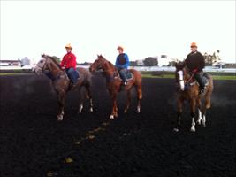 Morning exercise (L to R) More Than ready x Lovely Jubly colt, Shamardal x Confidential Miss colt and Valixir x Regal Nina Colt.
