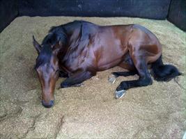 New stable star Moshe relaxing after a day at the races