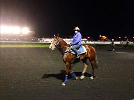 Mossfun after her morning stroll Rosehill