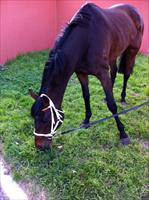 Niwot enjoying grass after winning at Flemington