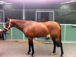 No Finer Dame at Flemington