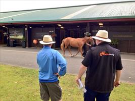 Out and about doing what we do best inspecting Karaka yearlings for upcoming sale starting Mon 27/1