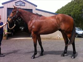 Pentire x Special Jade gelding