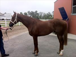 Polish Knight at Flemington