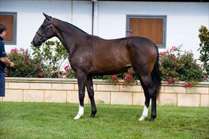 Inglis Easter Yearling Sale 2011 Lot 96 Redoute's Choice x Tugela Filly