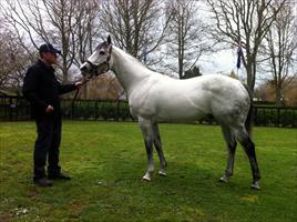 Rich Hill Stud Stallion ..... Mastercraftsman