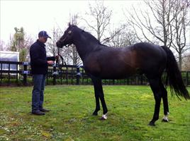 Rich Hill Stud's Stallion .... Pentire