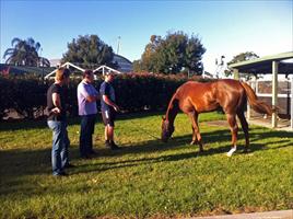 Ron and Stirling Milne at the stables Derby Eve looking at Polish Knight.