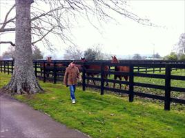 Simon Reid looking at yearlings at The Oaks Stud