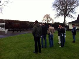 Stallion Parade at Cambridge Stud