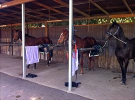 Warwick Farm trials (L to R) Stardanze , Aneto and Happy Zero