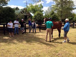 Team Hawkes inspecting yearlings at Karaka