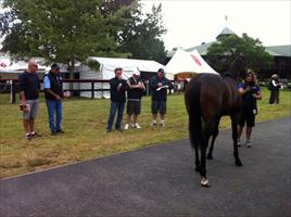 Team Hawkes looking at yearlings