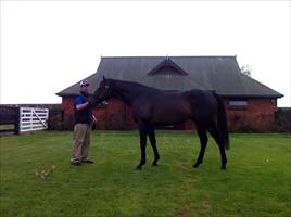 The Oaks stallion Roc De Cambes