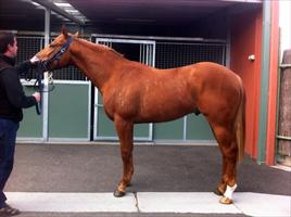 Viva Lisboa at Flemington stable