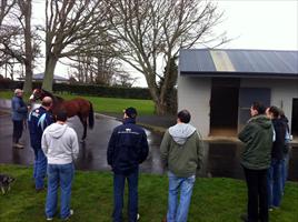 Waikato Stud's latest Stallion 'Paco Boy'