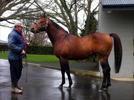 Waikato Stud's stallion 'Pins'