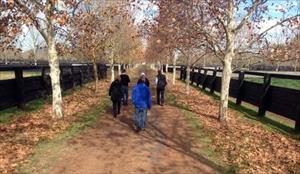 Walking down the beautiful Stallion Row @ Arrowfield stud