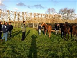 Yearlings at Cambridge Stud