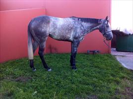 Zaira having a pick of grass