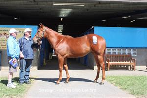 Melbourne Premier Sales 2011 Lot 578 Strategic x In The Club colt