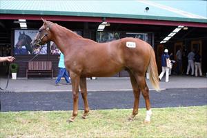 Karaka 2010 Encosta de Lago Colt