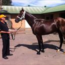 All Too Hard after his Rosehill win All Too Hard after his Rosehill win