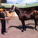 All Too Hard after his Rosehill win