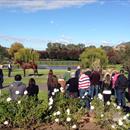 All Too Hard at the Vinery Stud Stallion Parade All Too Hard at the Vinery Stud Stallion Parade