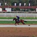 All Too Hard at track work this morning All Too Hard at track work this morning
