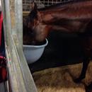 All Too Hard straight into the feed bin after a great days work ... All Too Hard straight into the feed bin after a great days work ...