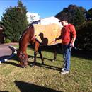Andriy with Jolie Bay the morning after her magnificent G2 win Andriy with Jolie Bay the morning after her magnificent G2 win