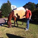 Andriy with Jolie Bay the morning after her magnificent G2 win