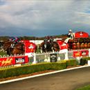 Carlton Mid Clydesdales... Wyong Cup Day