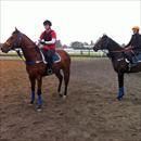 Casino Prince x Helsinge colt ( L ) and Nadeem x Heart Set colt at Trackwork Casino Prince x Helsinge colt ( L ) and Nadeem x Heart Set colt at Trackwork